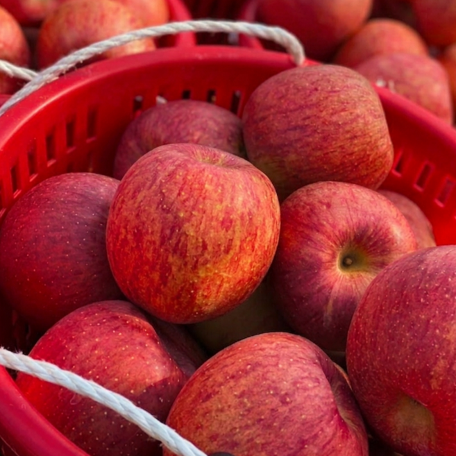 [특가] 아삭달콤 산지직송 정품 부사 사과, 1박스, 5kg