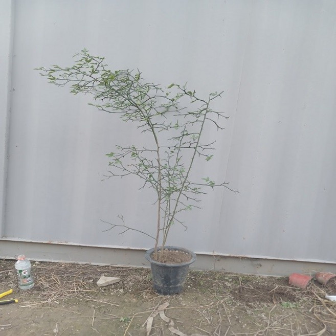 [너와함께라면] 탱자나무 실생5년 화분묘