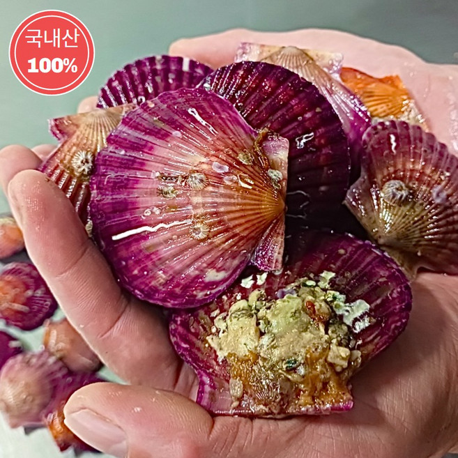 윤수산 통영 홍가리비 제철 해감, 1박스, 3kg