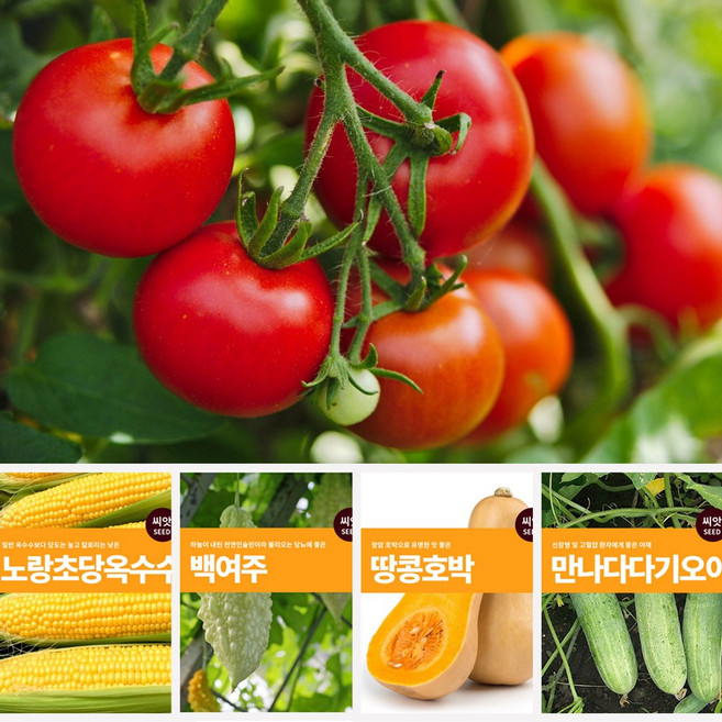 열매 채소 씨앗 모음, 03.노각오이, 1개