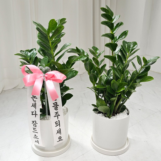 앤드플라워 택배발송 개업식화분(45cm) 도자기화분세트 공기정화식물 금전수 몬스테라 승진 집들이 축하 화분 배달 선물 꽃배달, 01.금전수(45cm)도자기화분, 1개