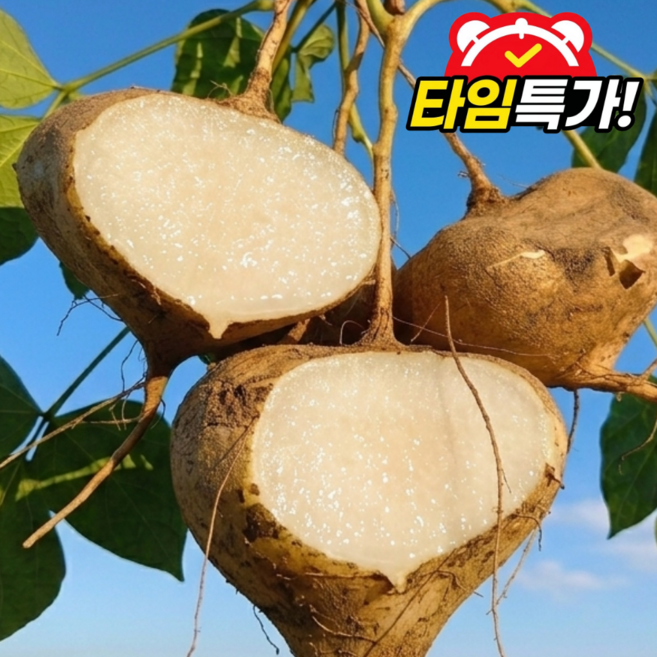 [타임세일] 히카마 얌빈 멕시코감자, 1박스, 10kg