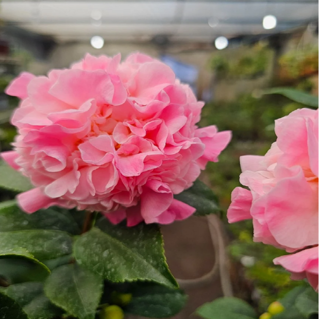 겹서향동백(꽃송이가 크네요) 꽃이 아주 화려해요 높이 40~60CM