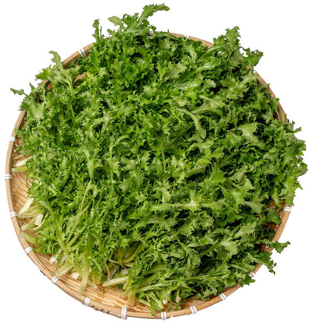 전라도청년 프레시 국내산 치커리, 1박스, 1kg