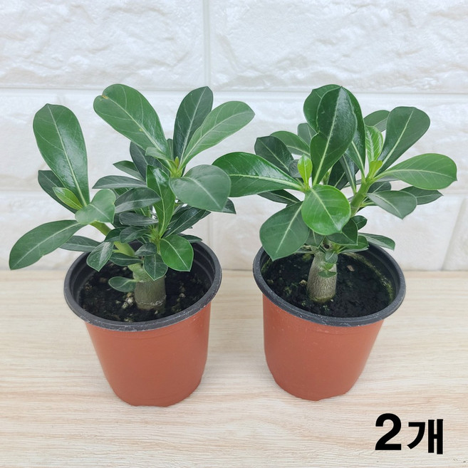 석화(소품) 미니바오밥나무 사막의장미, 2개