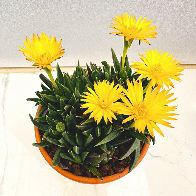 오래피는 요술꽃 농장직송 산아래 다육이 생명력최고 키우기쉬운 공기정화 전자파차단 하월시아 다육식물 선인장, 럭셔리, 1개