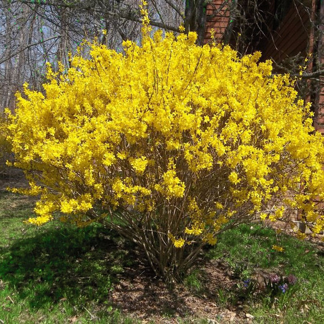 [대영원예가든] 왜성 개나리나무 미니골드 봄꽃, 1개, 미니골드 9cm포트