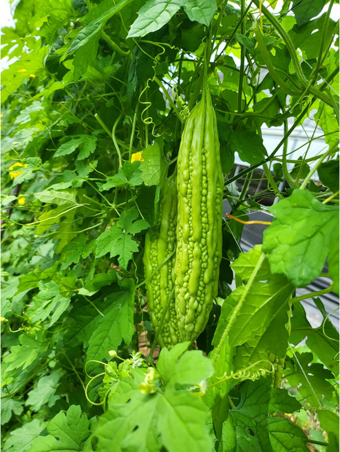 신선한 여주 1kg 아이스박스포장, 1개