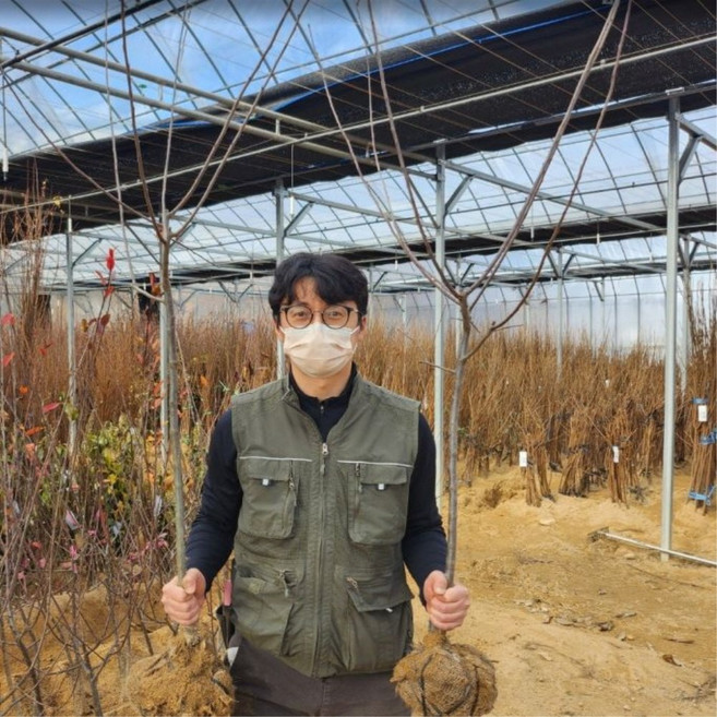서부해당화나무묘목 3년 분묘특대묘 R1-2 수사해당화꽃나무, 서부해당화 3년 R1~2(분묘)