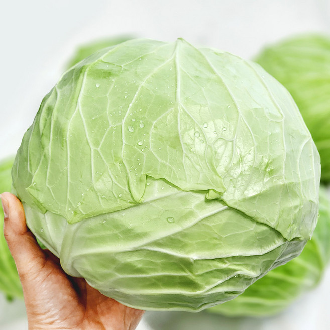 [울팜] 국내산 신선 통 양배추 겉잎제거, 1박스, 1.5kg