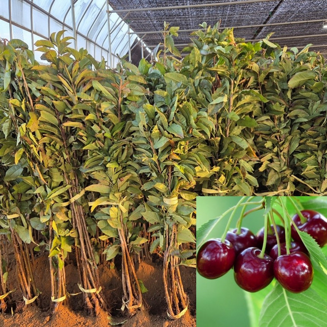 [모든원예조경] 체리나무묘목 라핀 (접목1년생) 특묘 자가결실 라핀체리, 1개