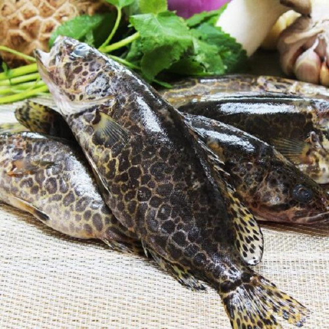 산지직송 손질 쏘가리 1kg 매운탕소스 추가 민물고기 매운탕 국내산, 1개