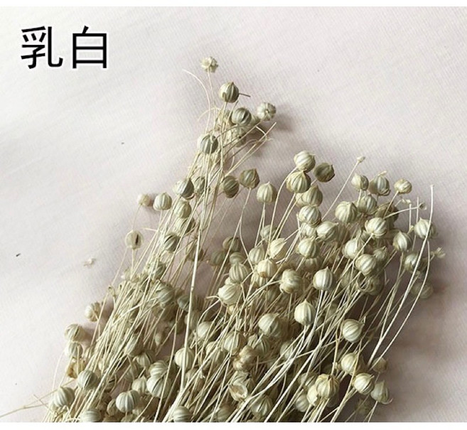 無名精選 富貴豆乾燥花 相思豆 胡麻豆 小星果 不凋花 浮游花 花材 拍照道具 乾燥花束 永生花 原色乳白小份, 原色-乳白,小份(如圖二)