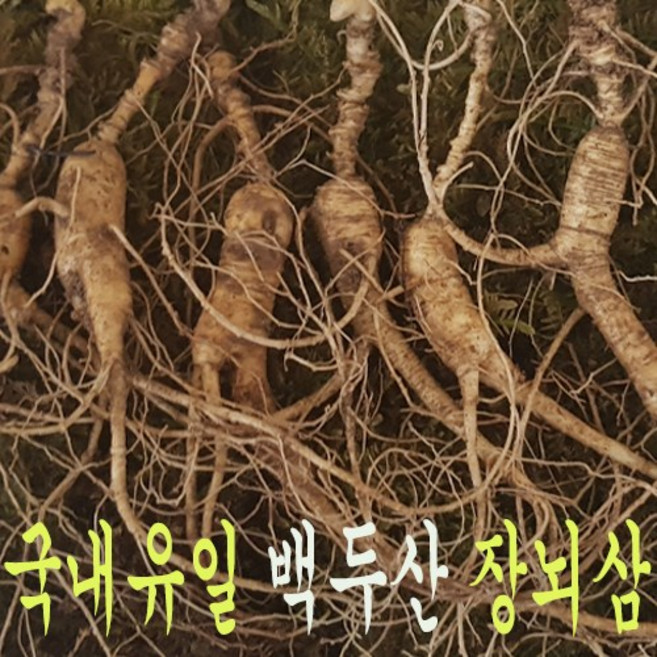 국내배송 효능좋은 장뇌삼 백두산에서 자란 장뇌산삼 13년 5뿌리, 5개, 10g
