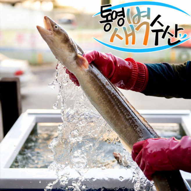 통영 자연산 손질 바다장어 1kg(1~2미)비교불가 사이즈, 장어 1kg, 특대, 제거, 1개