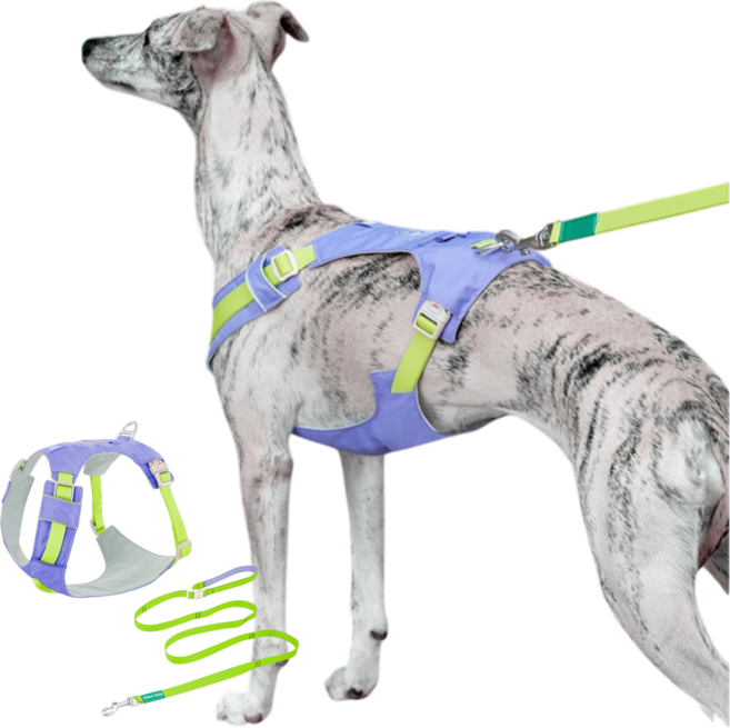 요리죠리하우스 쭈랜드 하네스 리드줄세트 소중대형견, 야광보라, 1개