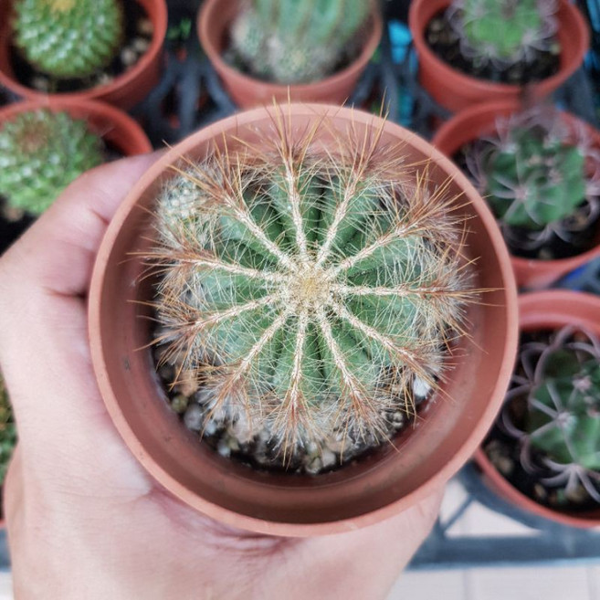 P老闆園藝 英冠玉 仙人掌, 1個, 1吋盆