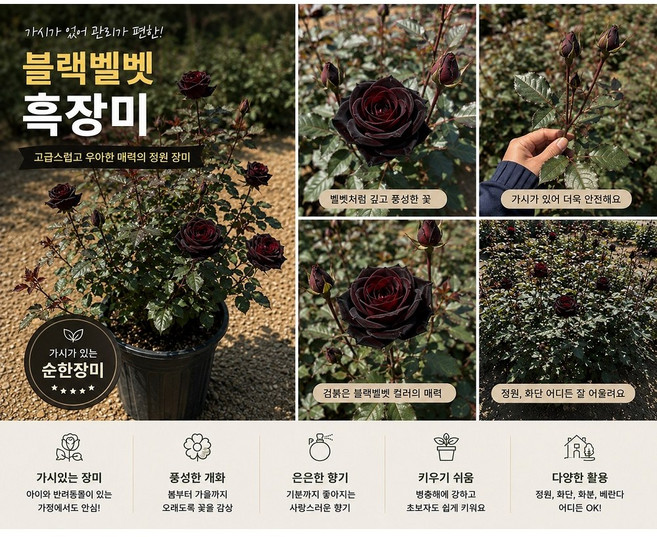 사계장미 땅장미 흑장미 블랙벨벳 5월에서11월까지피는 장미, 1개