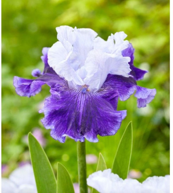 독일붓꽃 월드프리미어 6치포트모종 봄꽃 모종 아이리스 노지월동야생화 다년초 꽃니무친구, 1개, 혼합색