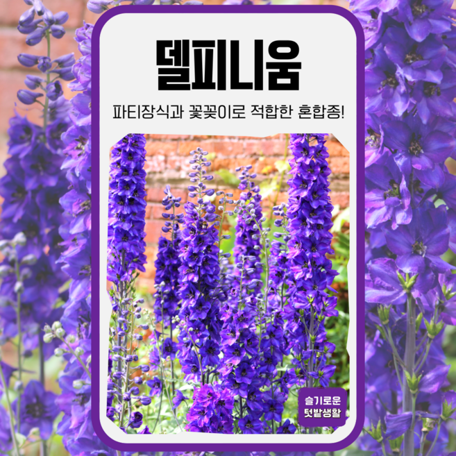 델피니움 200립 세계종묘 혼합종 화훼 씨 종자 모종 관상용 꽃씨 락스퍼 고깔제비꽃, 1개