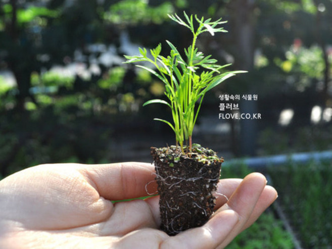 트레이(당근모종), 1개