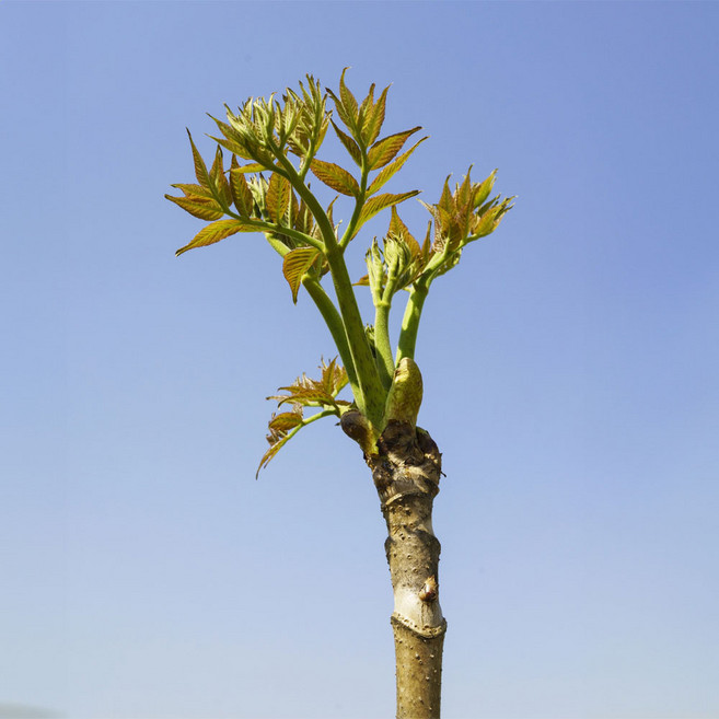[충북농원] 슈퍼개량두릅 신구 두릅나무 묘목 - 실생묘, 2년생, 1개, 2년생