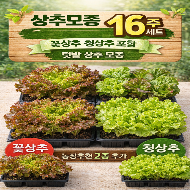 상추모종 4종 16개 세트 꽃상추 청상추 포함 텃밭 상추 모종, 꽃상추4개+청상추4개+농장추천8개, 1개