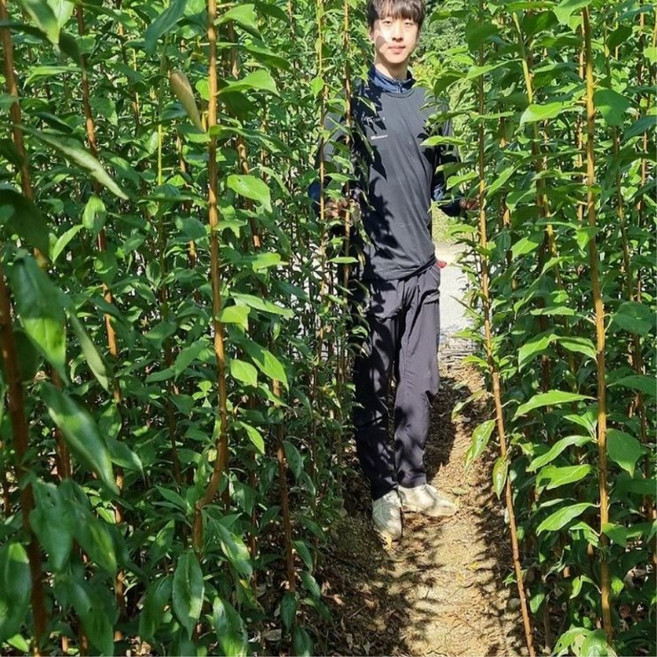 살구나무 묘목 하코트 왕살구 특대묘 플럼코트 자두살구나무