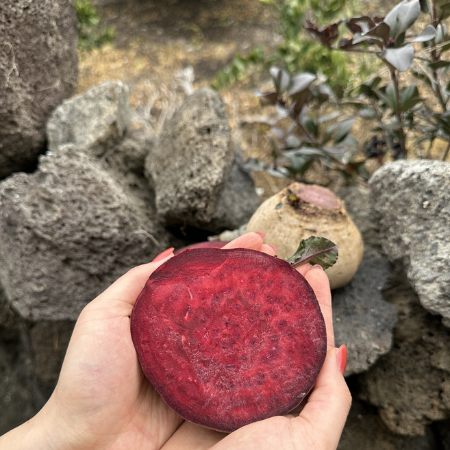 제주직송 지장샘농장 레드비트 특품 못난이, 1박스, 레드비트 못난이 3kg