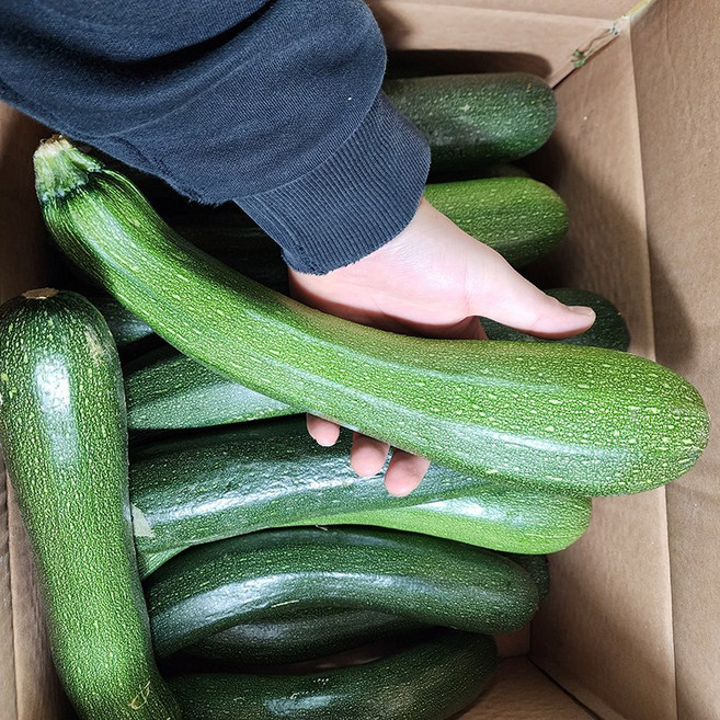 국내산 못난이 쥬키니 호박, 10kg, 1개