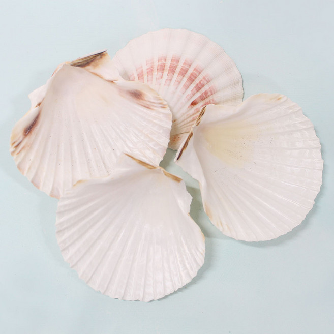 레진아트/인테리어/조개껍데기/큰가리비베이스, 1개