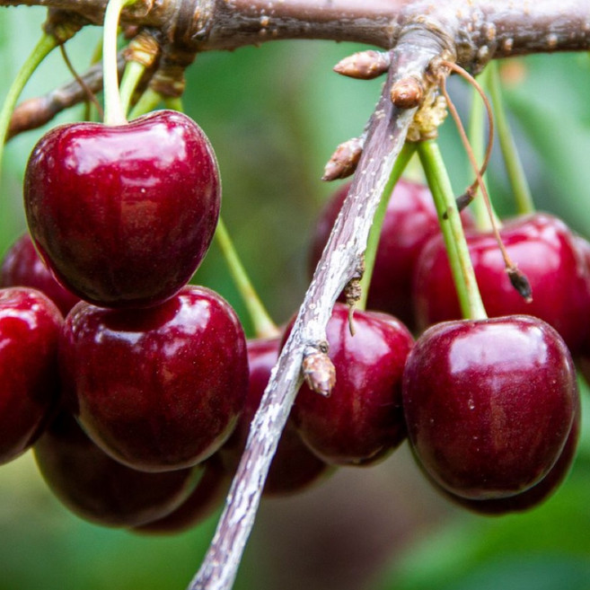 체리 일반묘목 수분수 세트 / 한국 일본에서 인기높은 레이니어와 라핀, 2개, 0