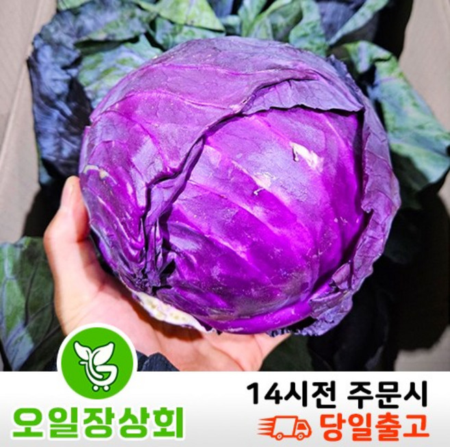 (오일장 상회)국내산 적채 적양배추 샐러드야채 적생양배추 8kg 내외, 1개