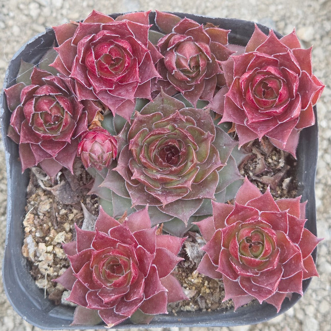 [풀멍상점] 칠리 바위솔(2.26)/ 노지.월동 야생/ 선별발송 분채배송/ 방수라벨 이름표포함, 레드