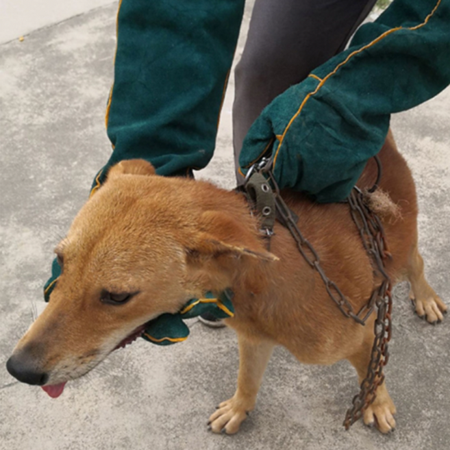 미꼬사 훈련 대형견 장갑 개 반려동물 도구 물림방지 훈련 구조, 대형, 1개