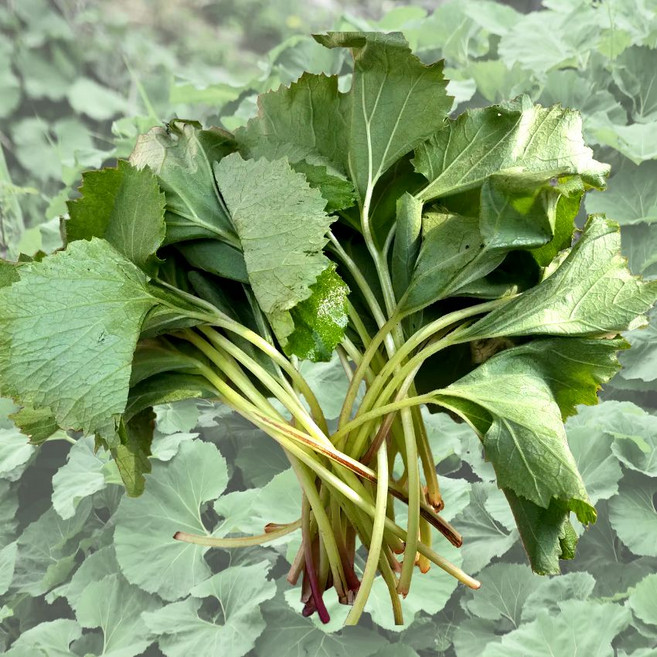 25년 거창 햇 머위나물 머위잎 머구 봄나물 2kg 1kg, 1박스, 햇 머위 1kg