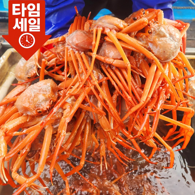 [가성비특가] 당일조업 선주직송 100% 구룡포 품질보증 자숙 연지홍게, 1개, 6kg (16-24미) 수율70%내외