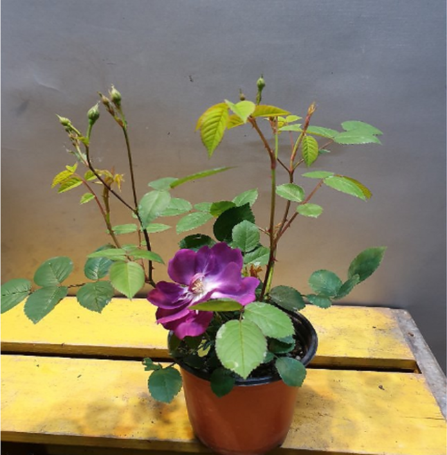 에덴농원 짙분홍찔레( 한목대) 노지월동가능 색상이 독특해요 (꽃이 피고지고해요)