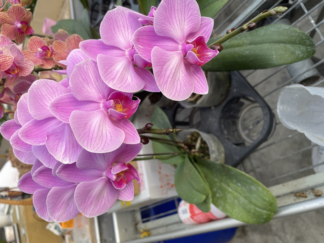 粉色蘭花盆栽 - 優雅室內裝飾 易於照料, 開花株～*粉色線條（3.5吋蝴蝶蘭成熟植株）, 1件