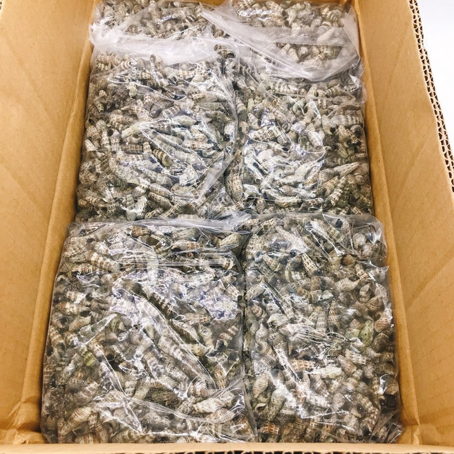 대용량/업소용 냉동 자숙 갯고동 10kg 다슬기/고동/추억의맛, 1