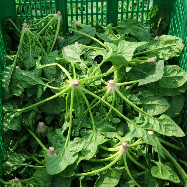 탐나유 산지직송 시금치, 1개, 2kg