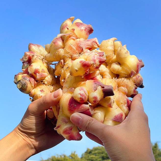 2025년 수확 국내산 햇생강 흙생강 최상품, 1개, 1kg