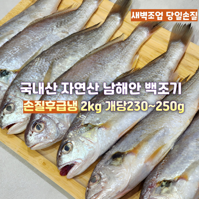 [산지직송] 국내산 자연산 새벽조업 당일손질 남해안 백조기 2500g 손질후 급냉 2000g 선물용 가정용 캠핑용, 1박스, 2500g 손질후급냉 2000g  개댱 230~250g