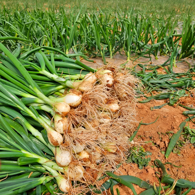 산지직송 제철 맞은 황토밭 햇 잎양파 줄기양파, 1개, 3kg