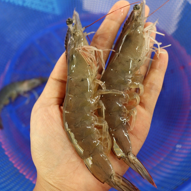 대하 큰 새우 자연산 서천 대하 1박스, 자연산대하1k 특20-25미내외