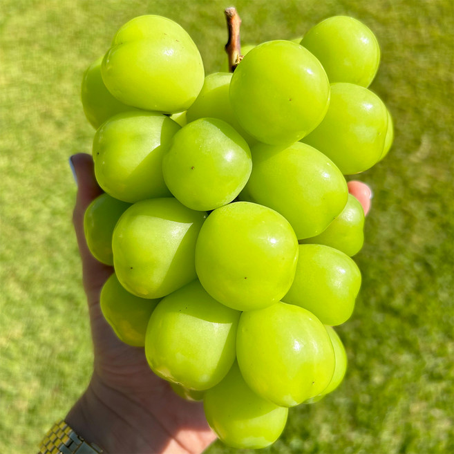국내산 샤인머스켓 제철 포도 껍질째 먹는 청포도 산지직송, 1박스, 3kg 내외 6-7수