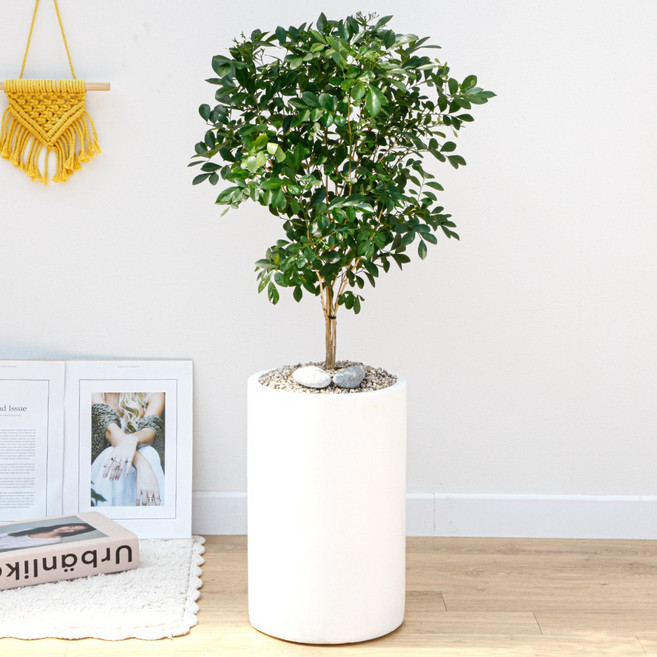 드셀플라워 오렌지 자스민 금전수 개업 화분 집들이 선물 승진 사무실 이전 병원 개원 식당 개업식 축하 화분 배달 당일배송 41.중형_오렌지 자스민 흰색원형 경량화분, 41.중형_오렌지 자스민 흰색원형 경량화분x1