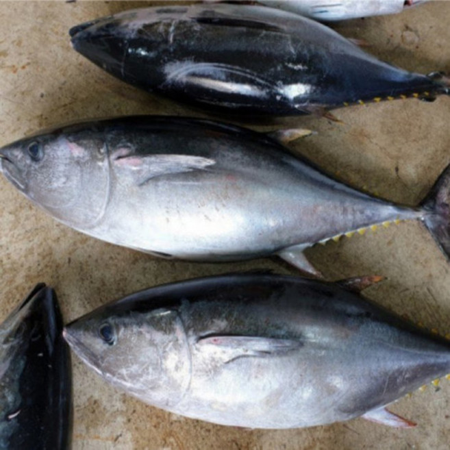 싱싱햇 통참다랑어 생참치 생물 참다랑어 참치, 1개, 손질후 2-2.5kg, 급냉