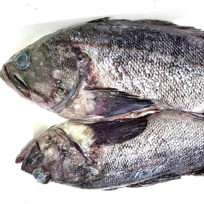 남해안 생 우럭 1kg 손질 조피볼락 우럭회 매운탕 시메, 1개, 시메(약950g)