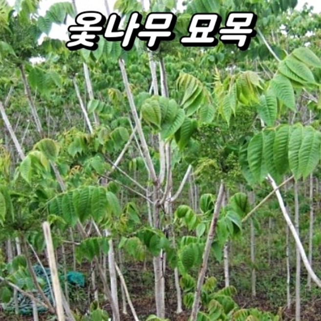 옻나무 H30cm 이상 묘목 약용수 새순 식용, 10개, 묘목(H30cm이상)